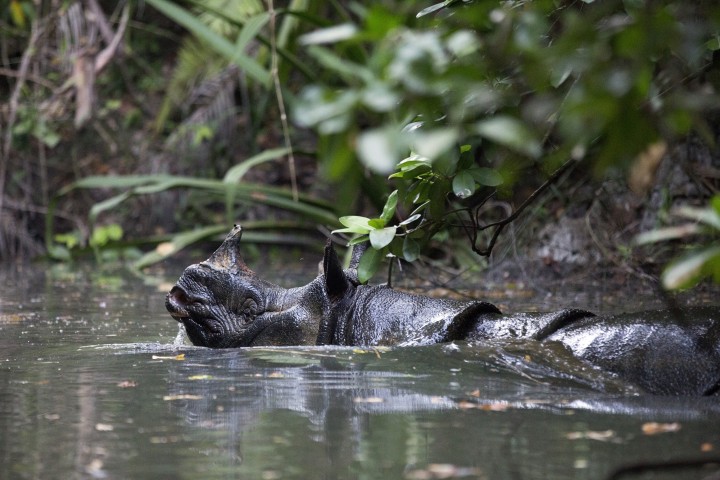 Le rhinocéros de Java menacé d'extinction en cas de nouveau tsunami